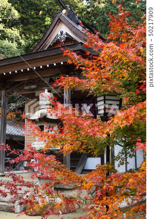 Autumn leaves of Shinnyouji Autumn leaves of Shinnyouji 50217909