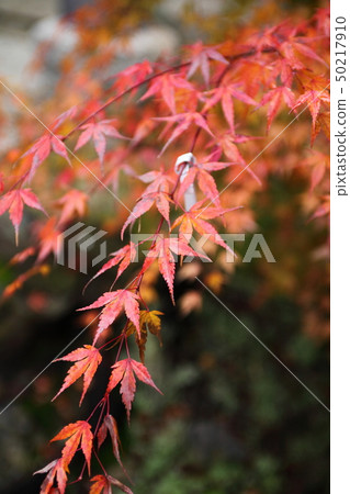 Autumn leaves of Shinnyouji Autumn leaves of Shinnyouji 50217910