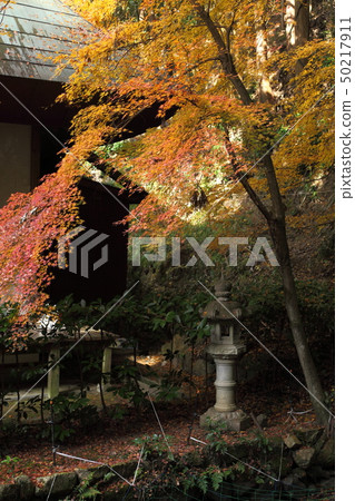 Autumn leaves of Shinnyouji Autumn leaves of Shinnyouji 50217911
