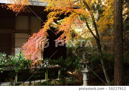 Autumn leaves of Shinnyouji Autumn leaves of Shinnyouji 50217912