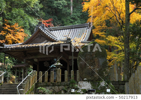 Autumn leaves of Shinnyouji Autumn leaves of Shinnyouji 50217913