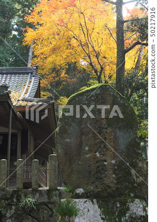 Autumn leaves of Shinnyouji Autumn leaves of Shinnyouji 50217916