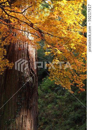 Autumn leaves of Shinnyouji Autumn leaves of Shinnyouji 50217917