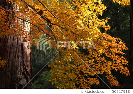 Autumn leaves of Shinnyouji Autumn leaves of Shinnyouji 50217918