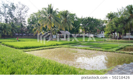 KEDAH, LANGKAWI, MALAYSIA - APR 08th, 2015: Scenic view of rice paddy fields with palm trees on a 50218426