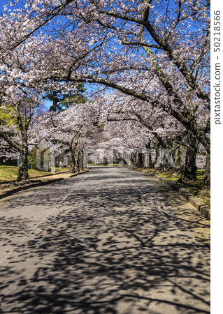 信州長野縣松本市城山公園櫻花 50218566