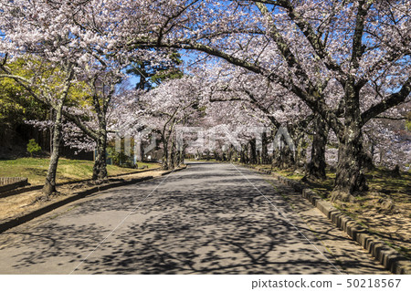 信州長野縣松本市城山公園櫻花 50218567