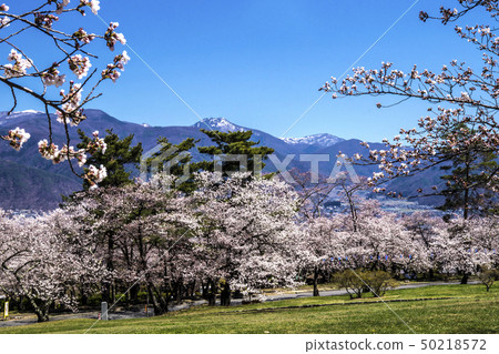 Shinshu Nagano Prefecture Matsumoto City Shiroyama Park cherry blossoms Shinshu Nagano Prefecture Matsumoto City Shiroyama Park cherry blossoms 50218572