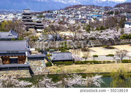 信州長野縣松本市，國寶松本城櫻花和北阿爾卑斯山 50218619
