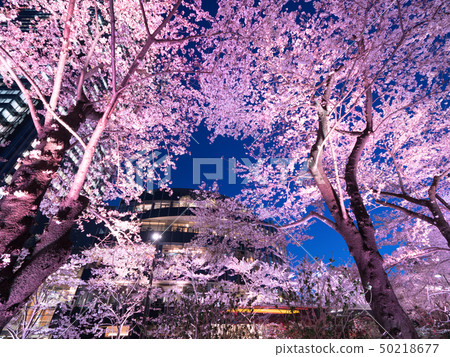 Tokyo Midtown Sakura Light Up Tokyo Midtown Sakura Light Up 50218677