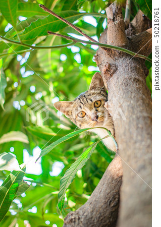 Cute tabby Kitten Relaxing on top of Tree. 50218761