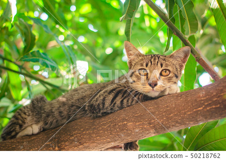 Cute tabby Kitten Relaxing on top of Tree. 50218762