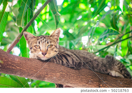 Cute tabby Kitten Relaxing on top of Tree. Cute tabby Kitten Relaxing on top of Tree. 50218763