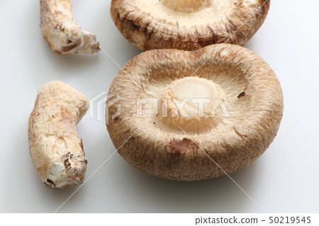 Shiitake umbrella back and part of the handle that was separated. 50219545