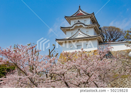 Akashi castle and cherry blossoms 50219828