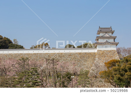 明石城堡和櫻花 明石城堡和櫻花 50219986