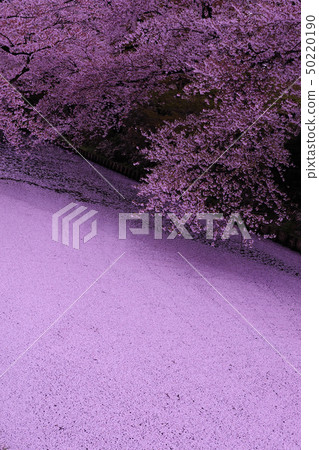 弘前公園的櫻花 弘前公園的櫻花 50220190