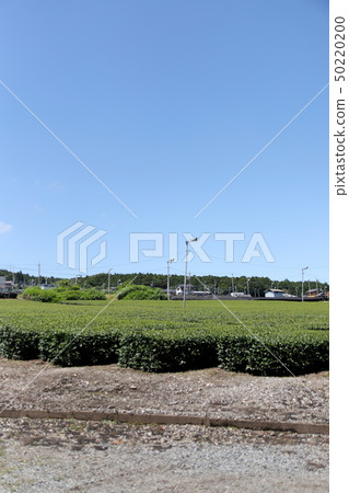 Ise tea field Ise tea field 50220200