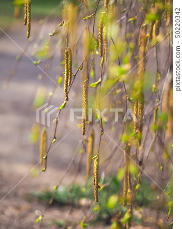 Spring background with young leaves. Birch earring Spring background with young leaves. Birch earring 50220342