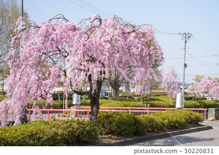 櫻桃樹天童市 50220831