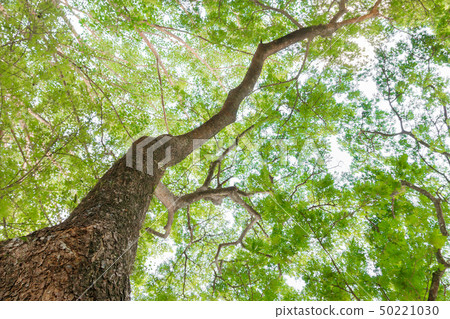 branch and leaf of tree beautiful in the forest branch and leaf of tree beautiful in the forest 50221030