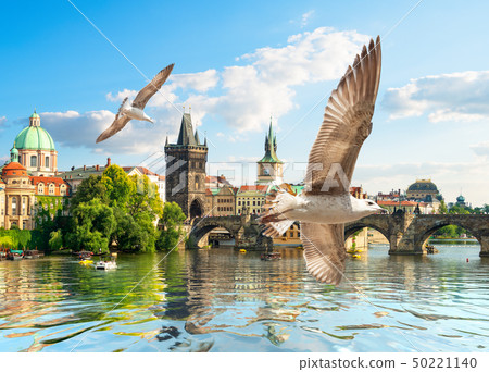 Seagulls and bridge 50221140