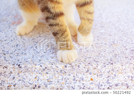 paw Striped cat walking on floor stone paw Striped cat walking on floor stone 50221492