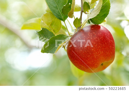 Ripe apple with green foliage in background 50221685