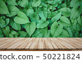 Wooden board leaves background for montage product 50221824