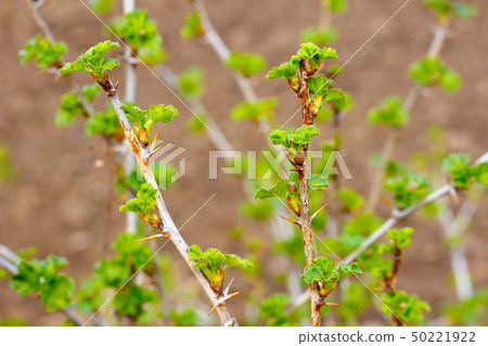 Young shoots of gooseberry blossom in spring Young shoots of gooseberry blossom in spring 50221922