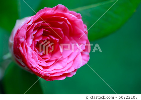 Flowering camellia and purple sweet potato 50222105