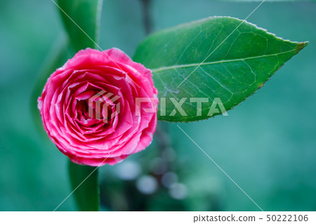 Flowering camellia and purple sweet potato 50222106