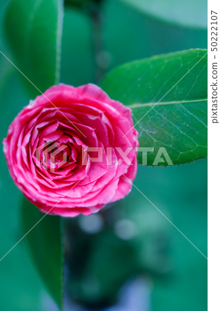 Flowering camellia and purple sweet potato 50222107