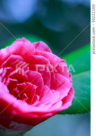Flowering camellia and purple sweet potato 50222109