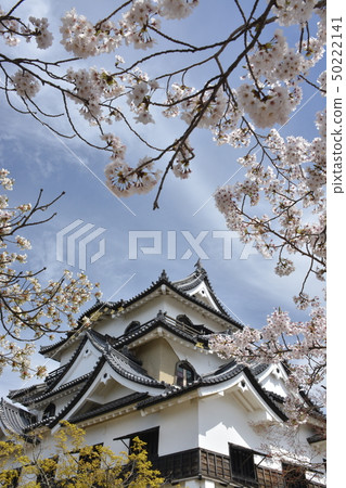 [Shiga Prefecture] Hikone Castle Cherry Blossoms 50222141