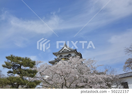 [Shiga Prefecture] Hikone Castle Cherry Blossoms 50222157