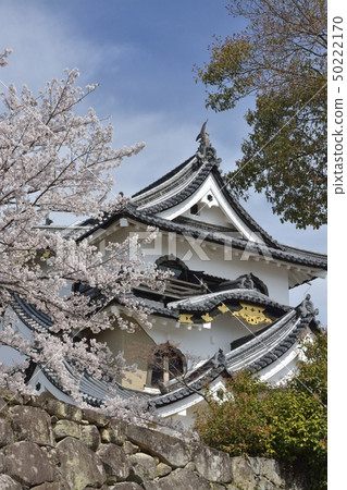 [滋賀縣]彥根城櫻花 50222170