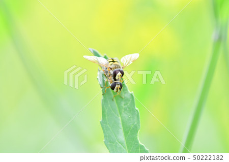 平田禁忌 50222182