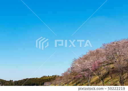 千葉縣長生郡Nagadara dam Nagarada-cho的櫻花 50222219