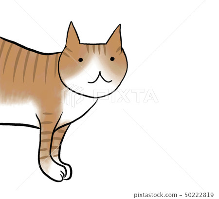 A cat 50222819
