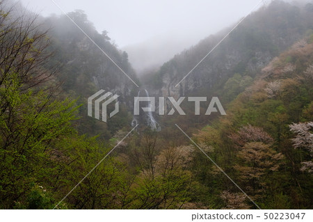 朦朧的瀑布和櫻花（奈良縣五條市大東市） 50223047