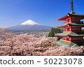 新雪山淺間公園盛開，剩下的雪富士山 50223078