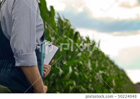 Farmer with clipboard inspecting corn at field Farmer with clipboard inspecting corn at field 50224048