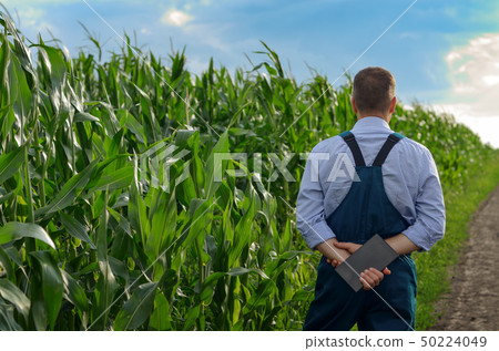 Farmer with tablet computer inspecting corn at 50224049