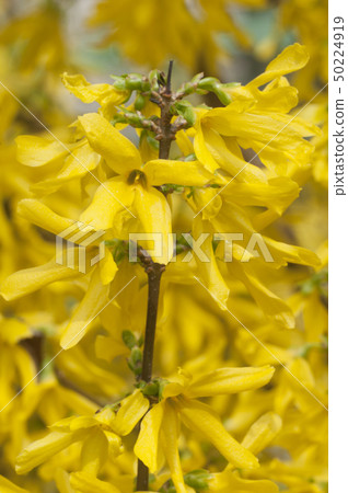 Forsythia flowers Forsythia flowers 50224919
