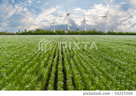 Wind electric turbines in field 50225504