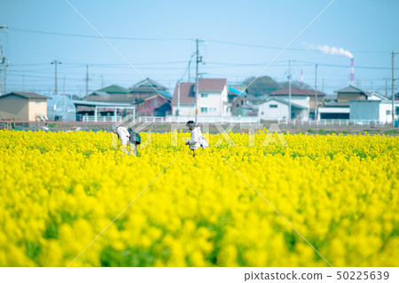 強姦花朵 強姦花朵 50225639