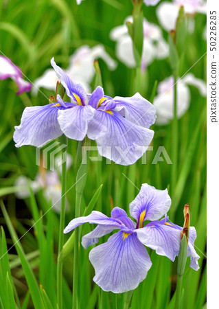 Iris Iris 50226285