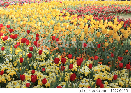 Tulip field Tulip field 50226493