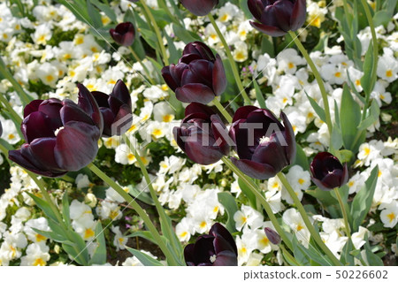 Tulip field Tulip field 50226602